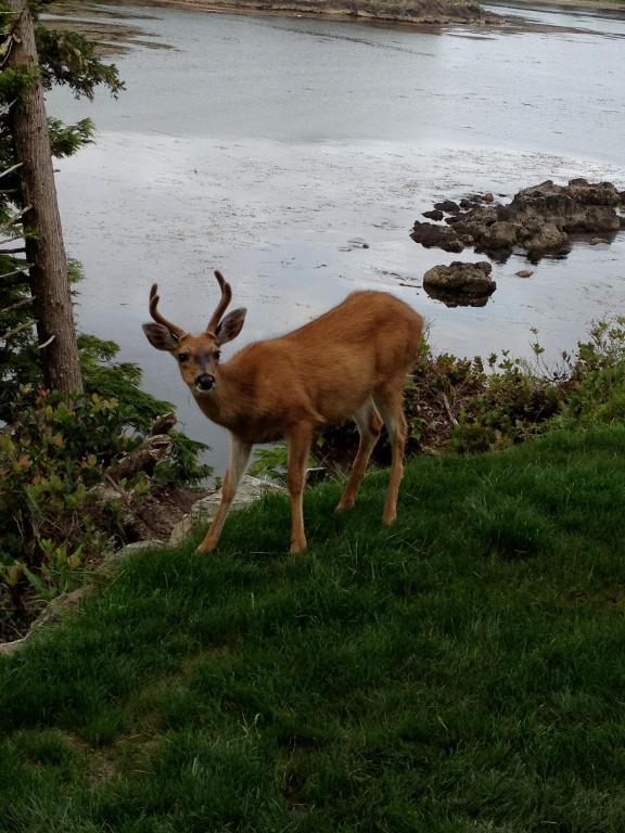 Cygnet Cove Suites Ucluelet Exterior foto