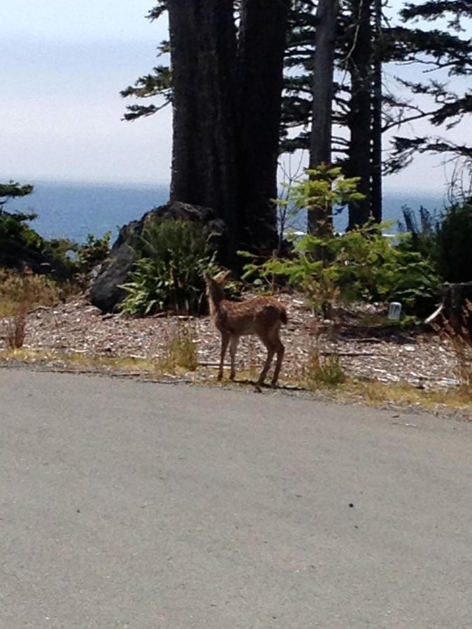 Cygnet Cove Suites Ucluelet Quarto foto