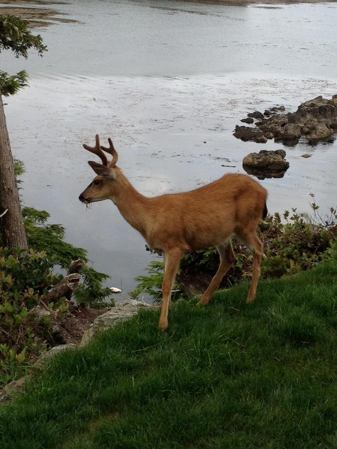 Cygnet Cove Suites Ucluelet Quarto foto